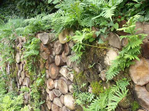 tas de bois