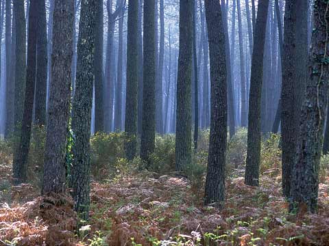foret, succession