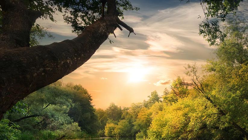 La forêt bénéficie d'une exonération d'ISF